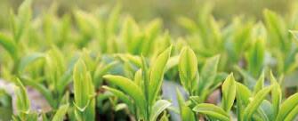 廣西西林京桂古道茶業(yè)公司怎么樣？是國企嗎？和廣西農(nóng)墾集團(tuán)啥關(guān)系？